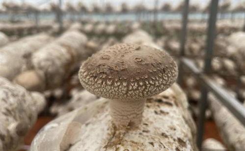 吃瓜爆料蘑菇招商,蘑菇招商背后的秘密大揭秘