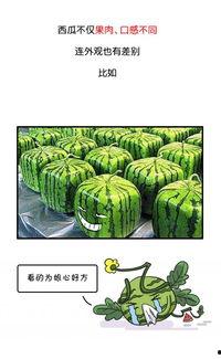 今日吃瓜历史记录图片,回顾历史瞬间，品味人间百态