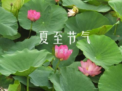 今日夏至吃瓜赏花的视频,瓜果飘香，花海绽放——共赏夏至美景