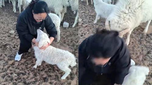 羊圈吃瓜爆料图片大全,揭秘娱乐圈幕后真相图片大揭秘
