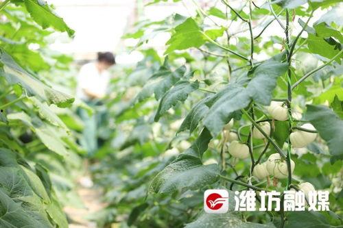 今日吃瓜在线网站潍坊,今日吃瓜在线，揭秘城市新鲜事