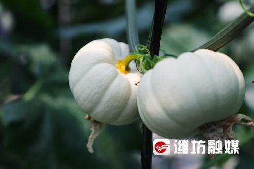 今日吃瓜在线网站潍坊,今日吃瓜在线，揭秘城市新鲜事
