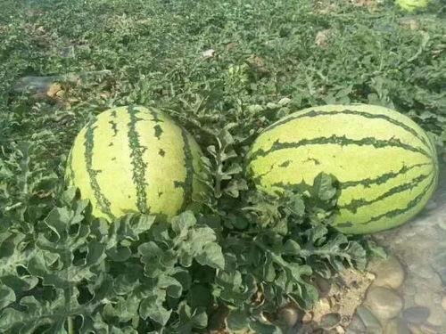 平顶山吃瓜热门事件最新,一场引发全民热议的网络狂欢