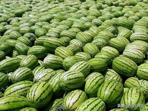 青岛农业吃瓜大爆料