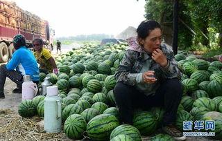 长垣县今日吃瓜爆料,吃瓜爆料，揭秘幕后真相