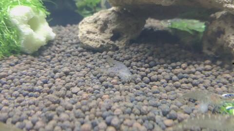 黑壳虾吃瓜虫吗,揭秘它们是否食用瓜虫