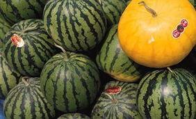 今日吃瓜最忌讳什么东西,揭秘最忌讳的禁忌，避免踩雷！