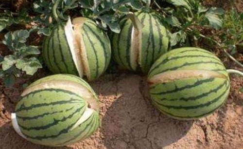 平顶山吃瓜热门事件真相,揭秘背后真相与反思