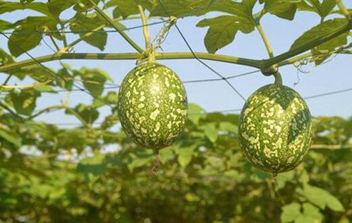 黑绿色的吊瓜怎么吃