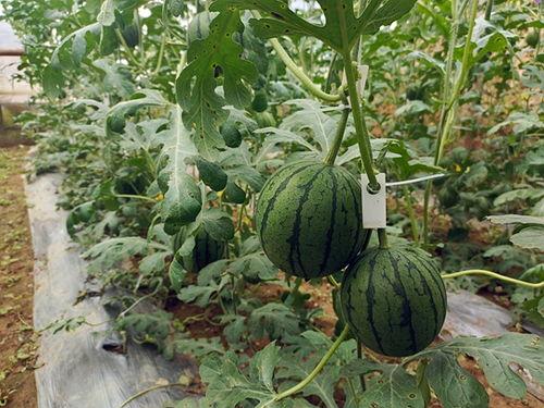 黑绿色的吊瓜怎么吃