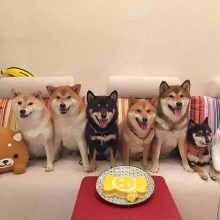 柴犬明星网红,萌宠界的闪耀之星