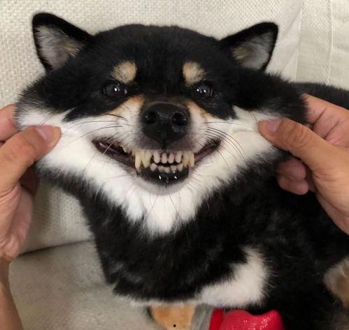 柴犬明星网红,萌宠界的闪耀之星