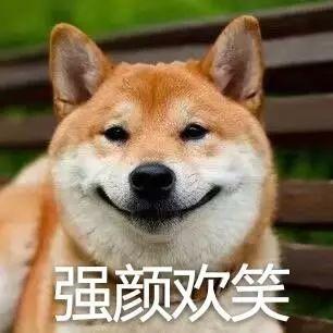 柴犬明星网红,萌宠界的闪耀之星