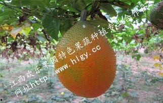 黑老瓜眼可以吃吗