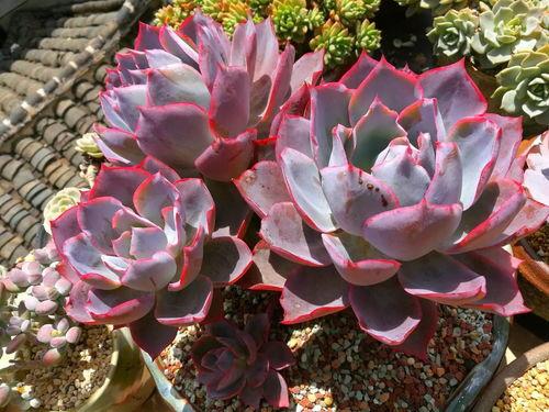 多肉小野猫黑瓜吃,多肉小野猫的奇幻食旅