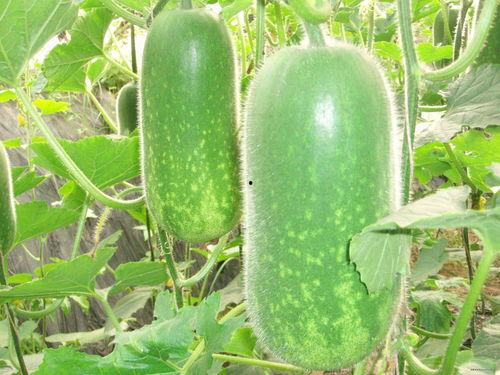 51cg今日吃瓜热门大瓜莫莉秀