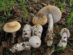 吃瓜视频黑料蘑菇视频,吃瓜视频与蘑菇视频背后的真相