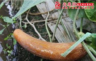 梦见别人偷了黑羊角瓜吃