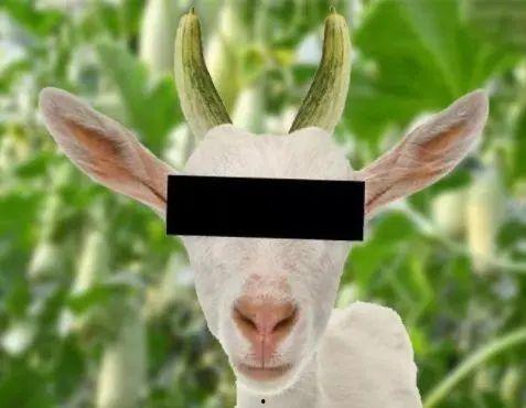 梦见别人偷了黑羊角瓜吃