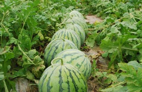 51cg今日吃瓜热门大瓜必看莫,揭秘今日吃瓜大瓜，必看精彩瞬间