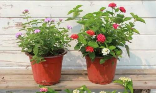 最新吃瓜爆料模仿视频