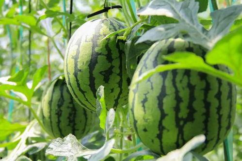 今日吃瓜免费吃瓜爆料两年半