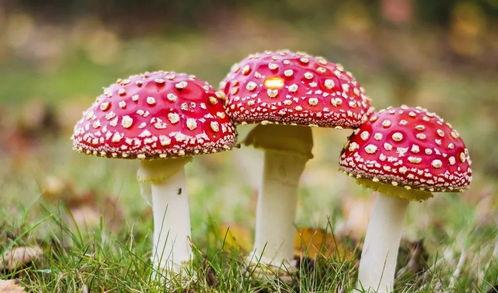 718黑瓜吃料蘑菇视频,趣味视频引网友热议